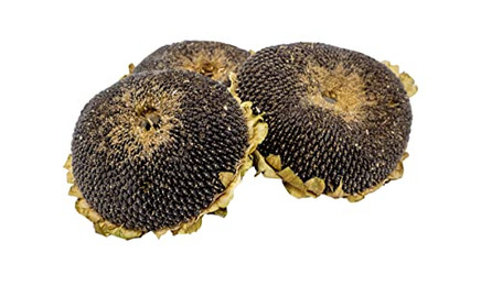 Produktbild von Getzoo Sonnenblumenkopf getrocknet