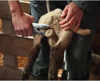 Gummiringe Heiniger Elastrator (x100) – Bild 1 von 3