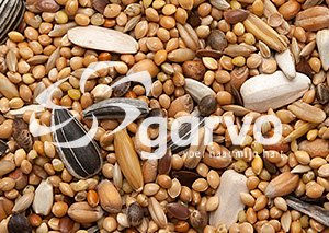 Garvo Grobes Sittichfutter Hauptfutter ohne tierisches Protein 2 kg – Bild 1 von 3
