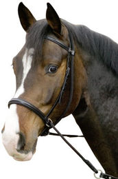 Produktbild von Gebisslose Trense Connection aus Leder in Schwarz für Warmblut Pferde