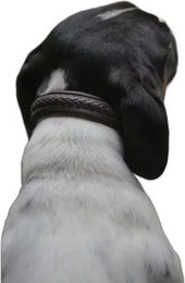 Produktbild von Geflochtenes Hundehalsband Dy'on in Braun Größe L