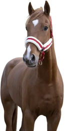 Produktbild von Gepolstertes Halfter Norton Comfort Kentucky aus Polyester in Rot