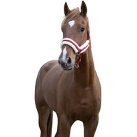 Produktbild von Gepolstertes Halfter Norton Comfort Kentucky aus Polyester in Rot