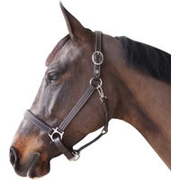 Produktbild von Gepolstertes Lederhalfter Canter Braun