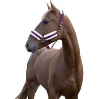 Produktbild von Gepolstertes Norton Comfort Halfter für Ponys in Bordeaux Rot aus Polyester