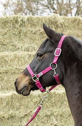 Gepolstertes USG Everyday Halfter für Ponys in Rosa – Bild 1 von 2