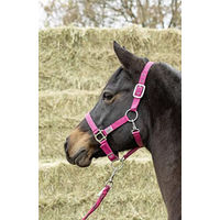 Produktbild von Gepolstertes USG Everyday Halfter für Ponys in Rosa
