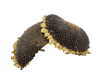 Getzoo Getrocknete Sonnenblumenköpfe Hälften und Stücke für Nager 2 Stück – Bild 1 von 3
