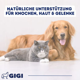 GIGI VET Calci-Cod-Omega Kapseln mit Omega-3 für Haut, Fell und Gelenke 90 Stück – Bild 1 von 3