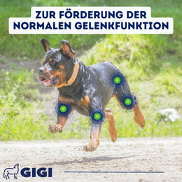 GIGI VET Senioren Gelenke & Knochen Supplement für Hunde 216g - 216 g – Bild 1 von 4