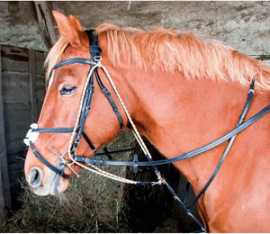 Produktbild von Gogue T de T Halfter und Stricke für Ponys in Schwarz