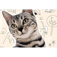 Produktbild von GRAU generation pet Katzen Nassfutter Huhn Monoprotein Sensitive Adult 16 x 125 g
