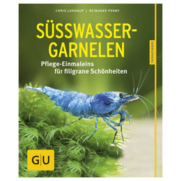 GU Süßwasser-Garnelen gelb für das Aquarium – Bild 1 von 2