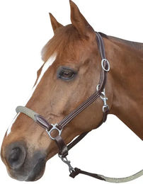 Produktbild von Halfter aus Leder Canter