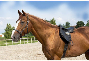 Halfter aus Leder ERIC THOMAS “Pro” – Bild 1 von 2