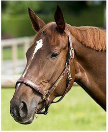 Produktbild von Halfter aus Leder ERIC THOMAS Pro