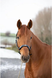 Produktbild von Halfter aus Leder HFI Polo