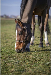 Produktbild von Halfter aus Leder Norton Club