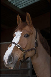 Produktbild von Halfter aus Leder Norton Club