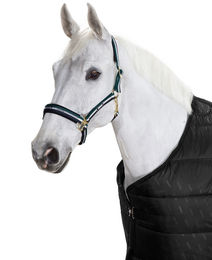 Produktbild von Halfter BASICS Schiebeschnalle vermessingt