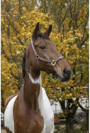 Halfter Equithème Nylon – Bild 1 von 2