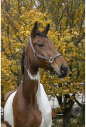 Produktbild von Halfter Equithème Nylon