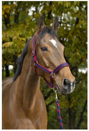 Produktbild von Halfter Equithème Satiné