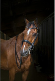 Produktbild von Halfter Eric Thomas Hybrid