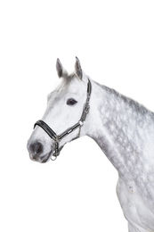 Produktbild von Halfter ES Pin Buckle