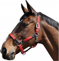 Produktbild von Halfter Flags&Cup