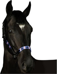 Produktbild von Halfter Flags&Cup Chukka