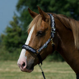 Produktbild von Halfter für Pferd Bucas Comfort