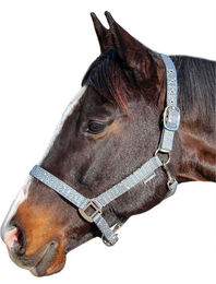 Produktbild von Halfter für Pferd Canter Malibu