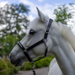 Produktbild von Halfter für Pferd Canter Mylord
