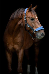 Produktbild von Halfter für Pferd Catago FIR-Tech Grand