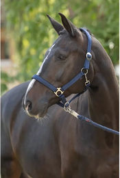 Produktbild von Halfter für Pferd Covalliero Doria