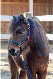 Produktbild von Halfter für Pferd Covalliero TopLine