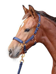 Halfter für Pferd Covalliero TopLine – Bild 1 von 5