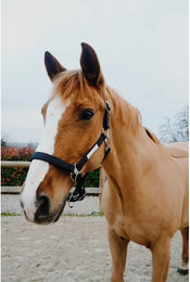 Produktbild von Halfter für Pferd Equithème Opal