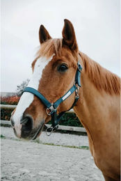 Produktbild von Halfter für Pferd Equithème Opal