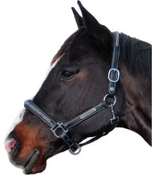 Produktbild von Halfter für Pferd Flags&Cup Aachen