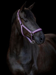 Produktbild von Halfter für Pferd HorseGuard Cole Halter