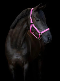 Produktbild von Halfter für Pferd HorseGuard Malva halter