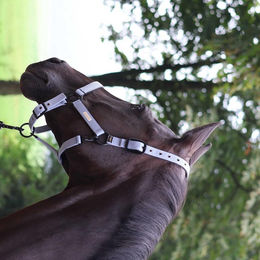 Produktbild von Halfter für Pferd Lami-Cell Midnight