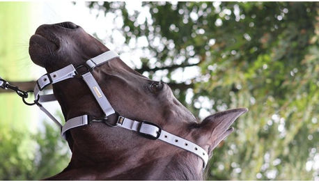 Produktbild von Halfter für Pferd Lami-Cell Midnight