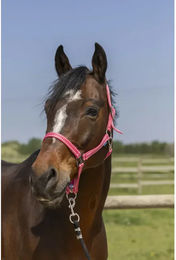 Produktbild von Halfter für Pferd Norton Grooming