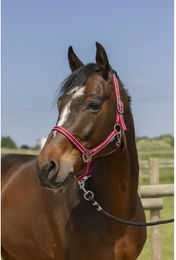 Produktbild von Halfter für Pferd Norton Grooming