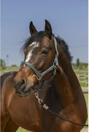 Produktbild von Halfter für Pferd Norton Grooming