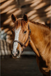 Produktbild von Halfter für Pferd Norton US