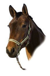 Produktbild von Halfter für Pferd USG Basic